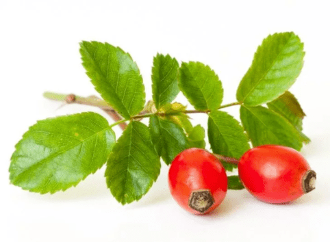 Rose musquée à Gluconol