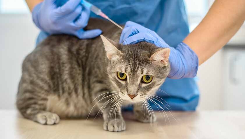 Diabète sucré chez un chat